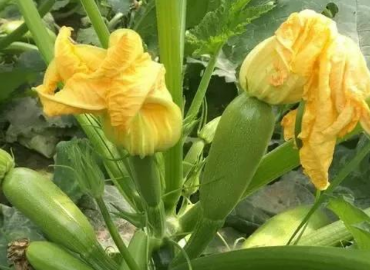 西葫芦别名叫什么（西葫芦的生长特点及高产栽培技术）-第1张图片