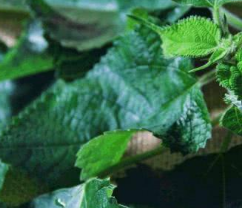 青团是用什么植物做的（哪些野菜可以用来做青团呢）-第6张图片