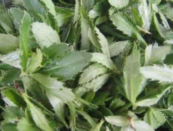 青团是用什么植物做的（哪些野菜可以用来做青团呢）-第5张图片