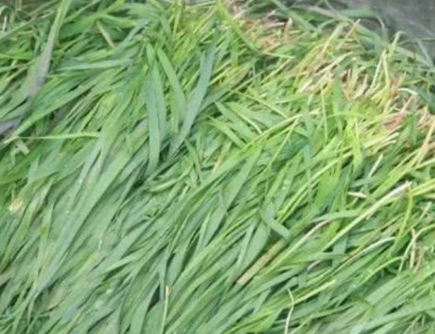 青团是用什么植物做的（哪些野菜可以用来做青团呢）-第3张图片