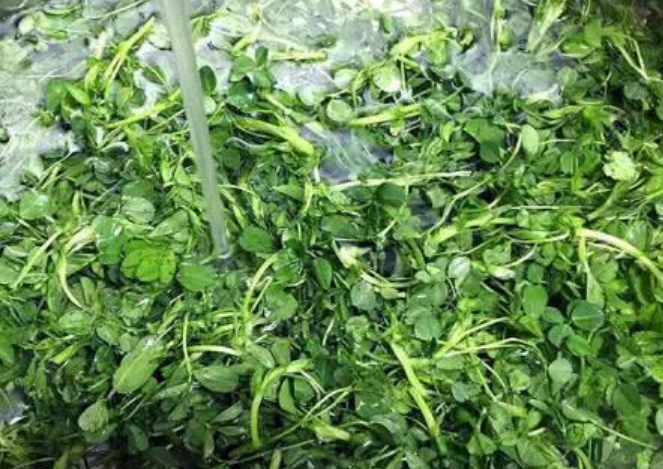 青团是用什么植物做的（哪些野菜可以用来做青团呢）-第2张图片