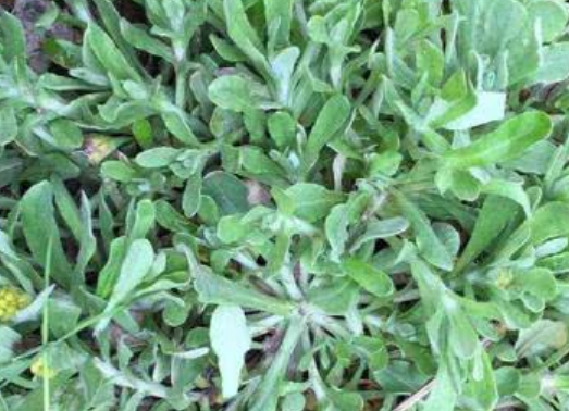 青团是用什么植物做的（哪些野菜可以用来做青团呢）-第1张图片
