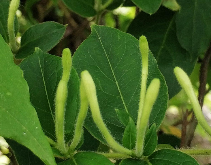 金银花怎么炒制（自己在家可以动手制作的4种茶叶）-第1张图片