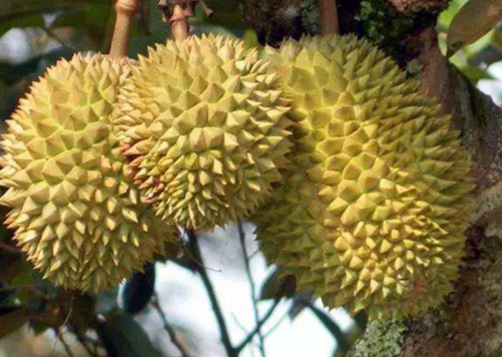 榴莲种子能种出榴莲树吗（榴莲种子的种植条件与技巧）-第1张图片