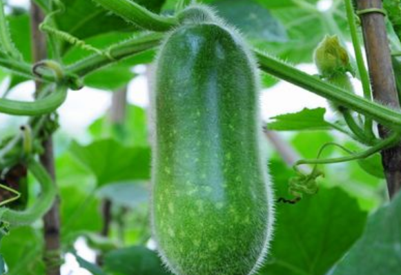 农历六月种什么菜最合适（4种常见的高产蔬菜推荐）-第1张图片