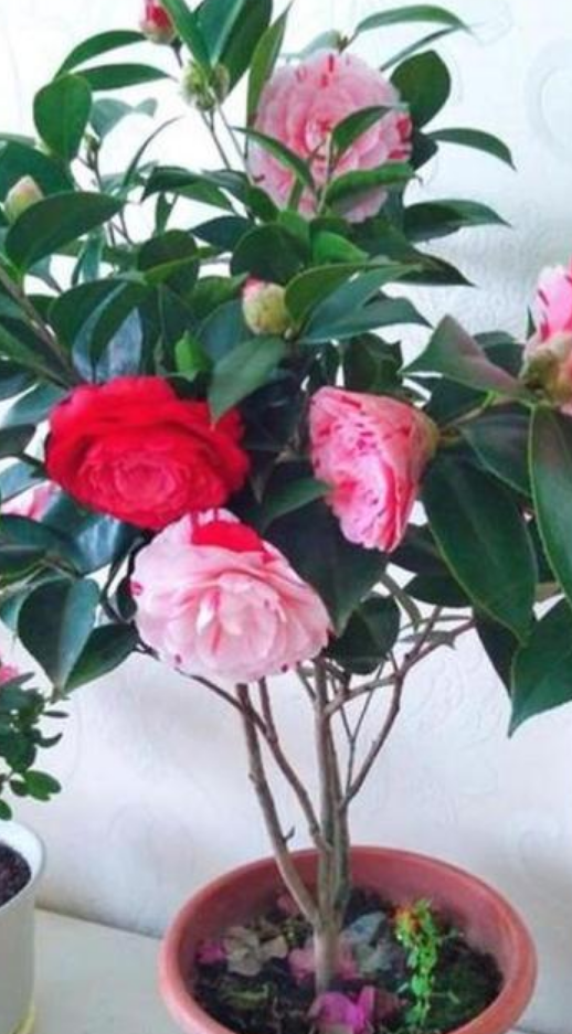 茶花喜阴还是喜阳植物（茶花怎么养才能生长良好呢）-第1张图片