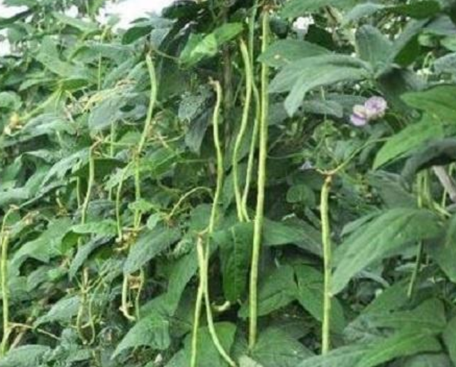 露天豇豆种植时间和方法（高产缸豆的栽培技术有哪些）-第2张图片