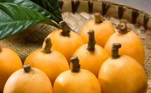 枇杷什么时候上市（聊一聊枇杷的开花时间以及成熟时期）-第1张图片