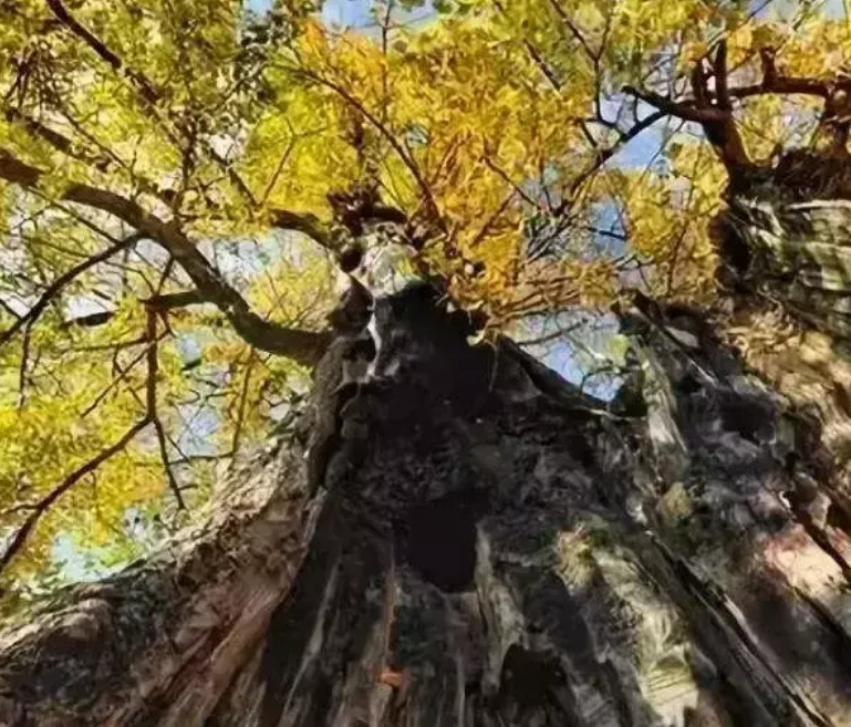 什么树是植物界的活化石（有哪些堪称活化石的树种）-第2张图片