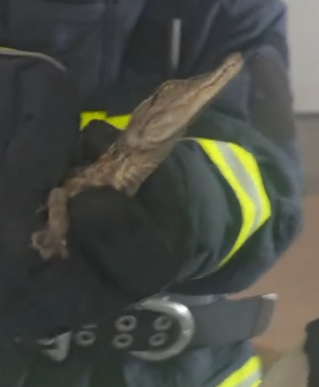 女子报警有蛇“好大的一个” 消防员到场抓获一条鳄鱼!-图1 女子报警有蛇“好大的一个” 消防员到场抓获一条鳄鱼!-图1